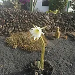 Kokozun 28 شقة *